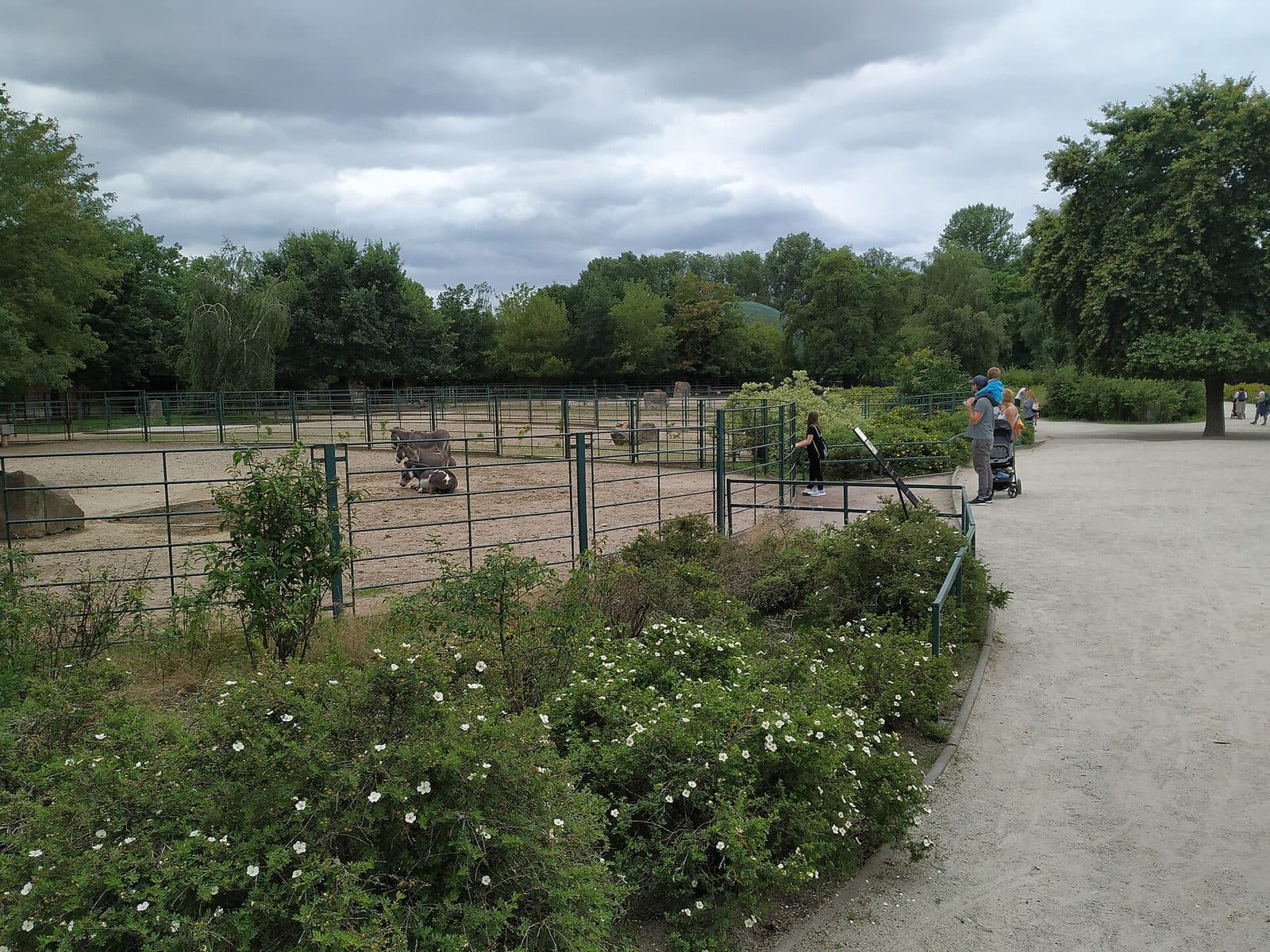 Alpenwildpark Pfänder