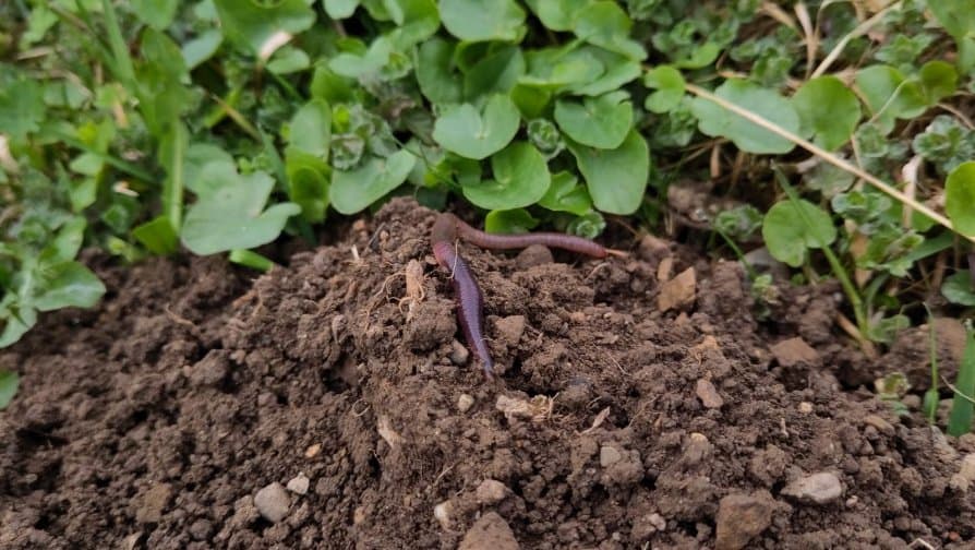 Naturpark Nagelfluhkette | Rangertour - Da ist der Wurm drin!