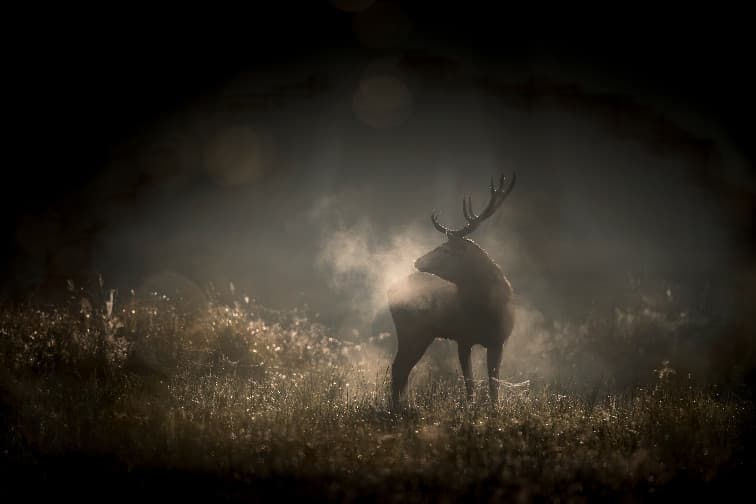 Das Flüstern der Wälder (Le chant des forêts)