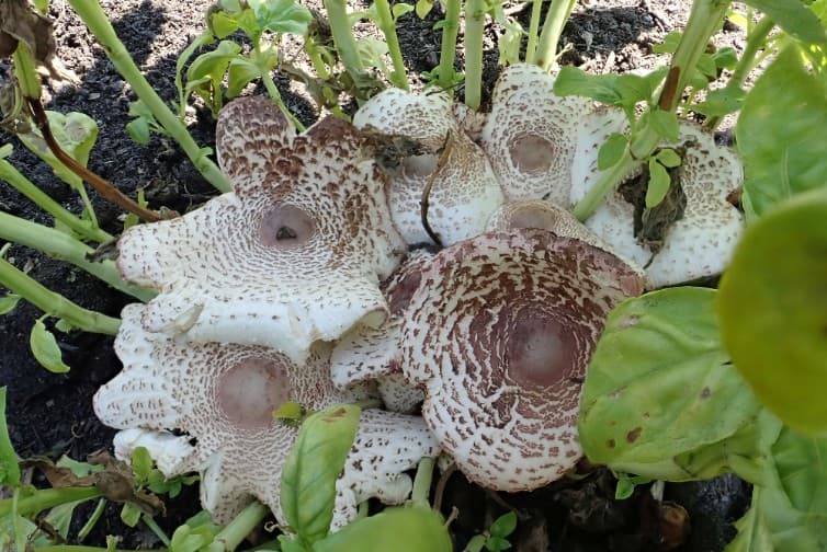 Pilze im Garten- willkommen oder verpönt?