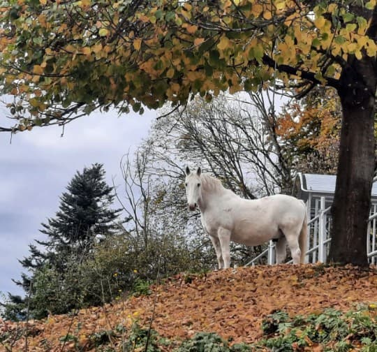 Loslassen im Herbst
